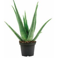 Aloe Vera Plant 