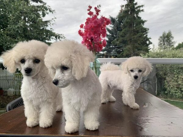 Doodle Breeder Recommendations In Bc