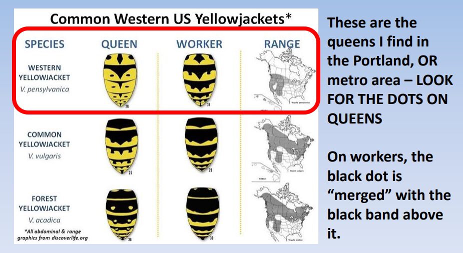 It's wasp trapping season! Forums