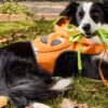 PetSmart Canada Spooky Savings Sale: Save Up to 50% Off Pet Costumes, Toys &amp; Treats