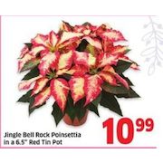 Jingle Bell Rock Poinsettia In A 6.5" Red Tin Pot  - $10.99