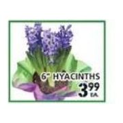 6" Hyacinths - $3.99